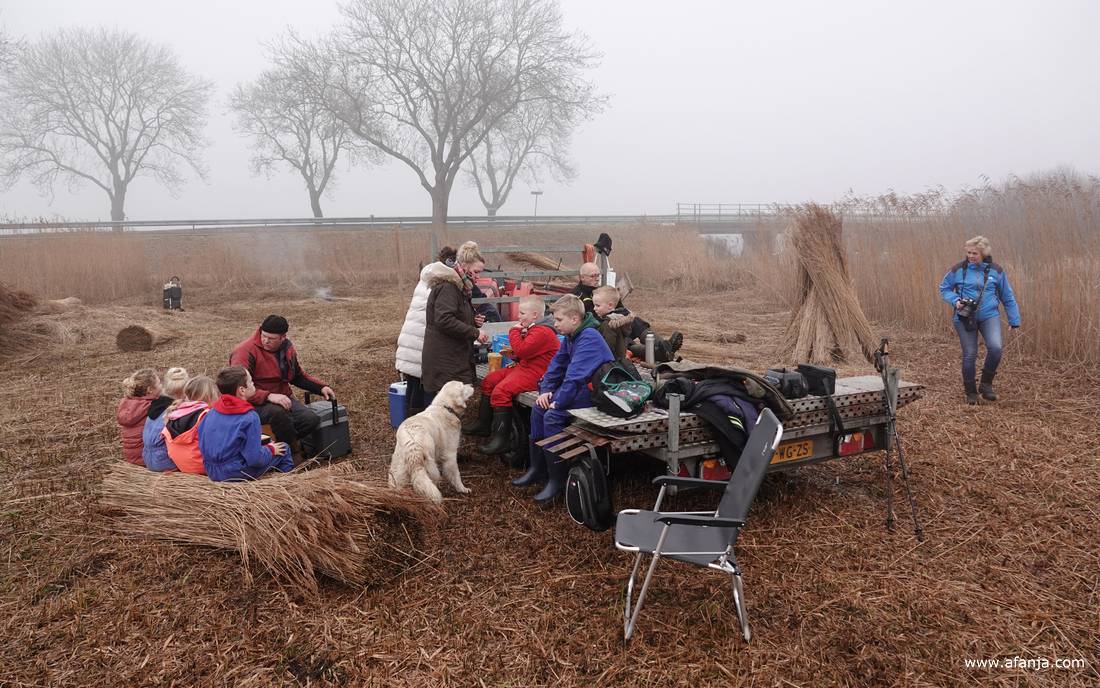 het is lunchtijd in het rietland