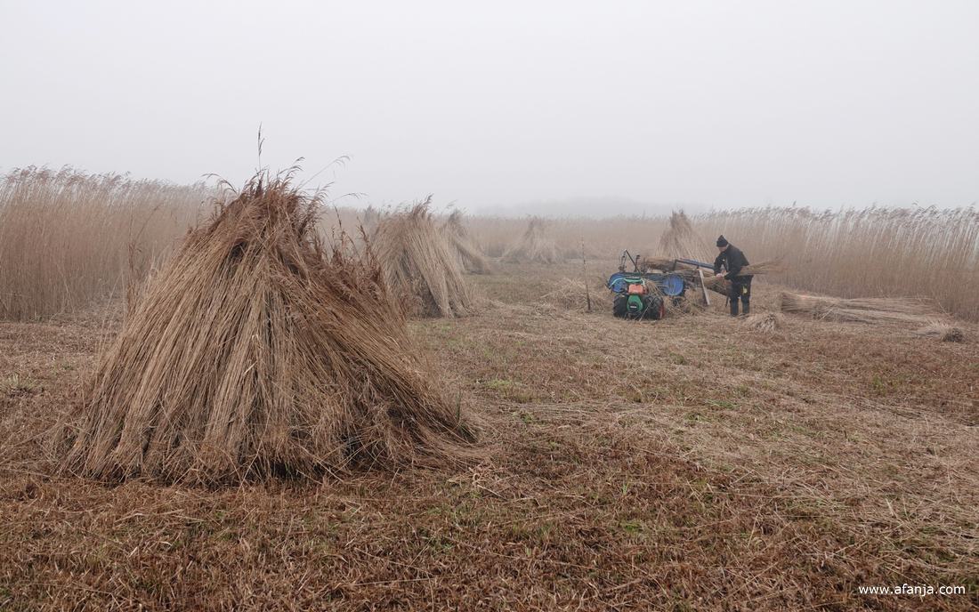 een rietsnijder is in de verte aan het werk