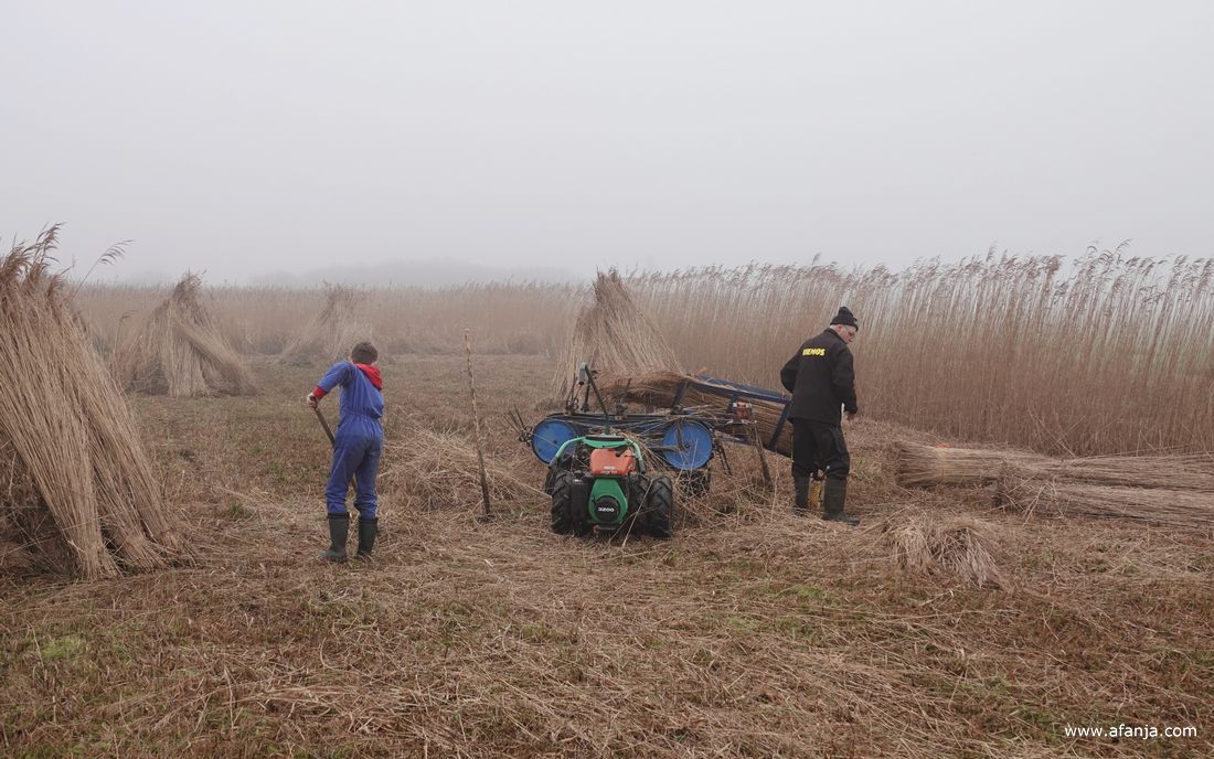 een rietsnijder is riet aan het kammen, een jongetje is ruigte aan het verzamelen