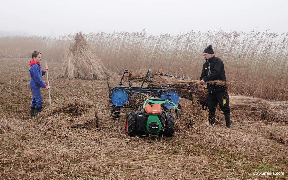 terwijl een rietsnijder een bosje riet kamt, kijkt een junior-rietsnijder toe