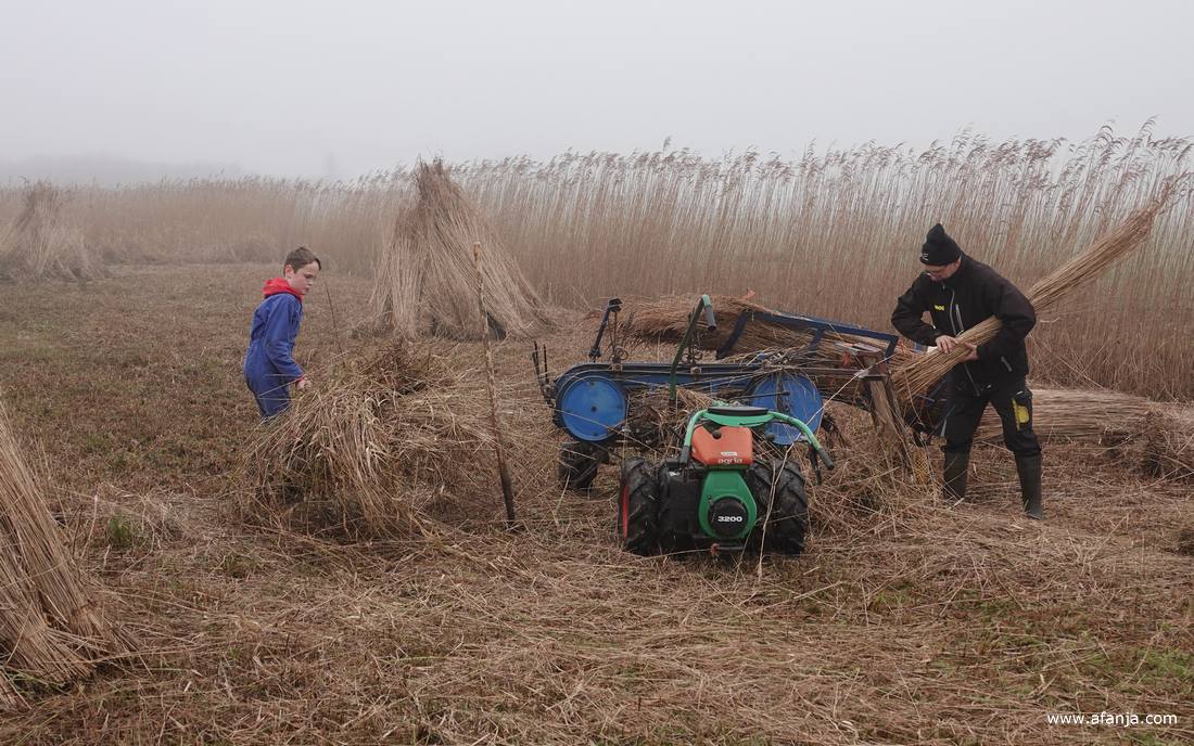 een rietsnijder is riet aan het kammen, een jongetje is ruigte aan het verzamelen
