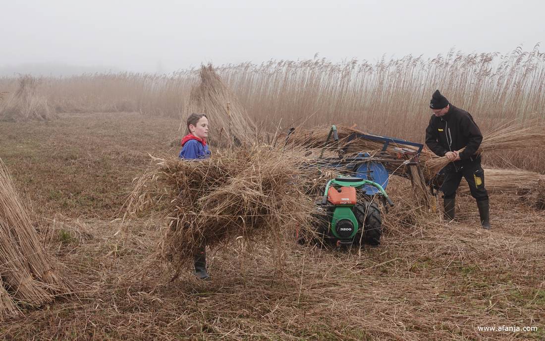 een rietsnijder is riet aan het kammen, een jongetje draagt ruigte naar het vuurtje