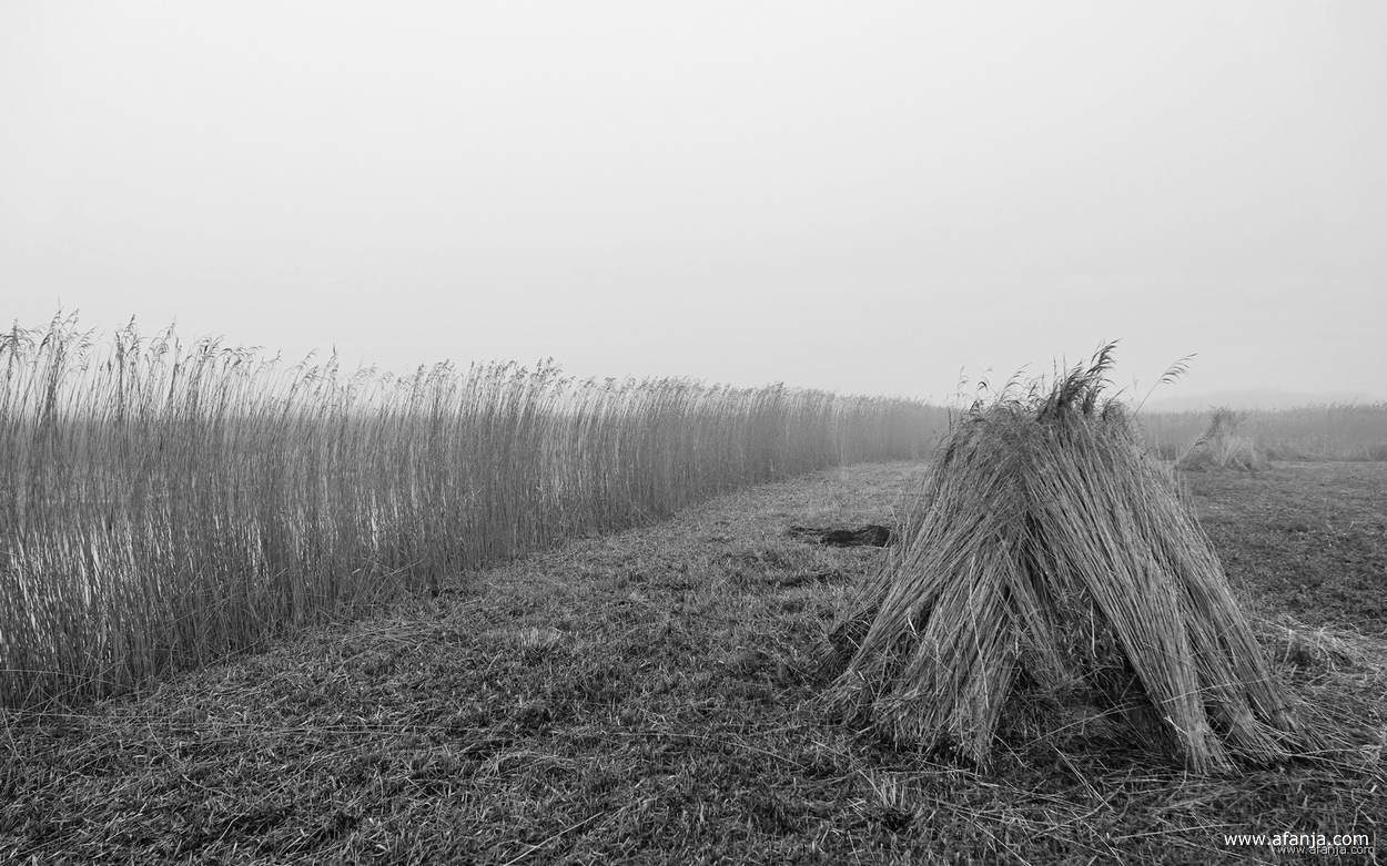 mist over het rietland