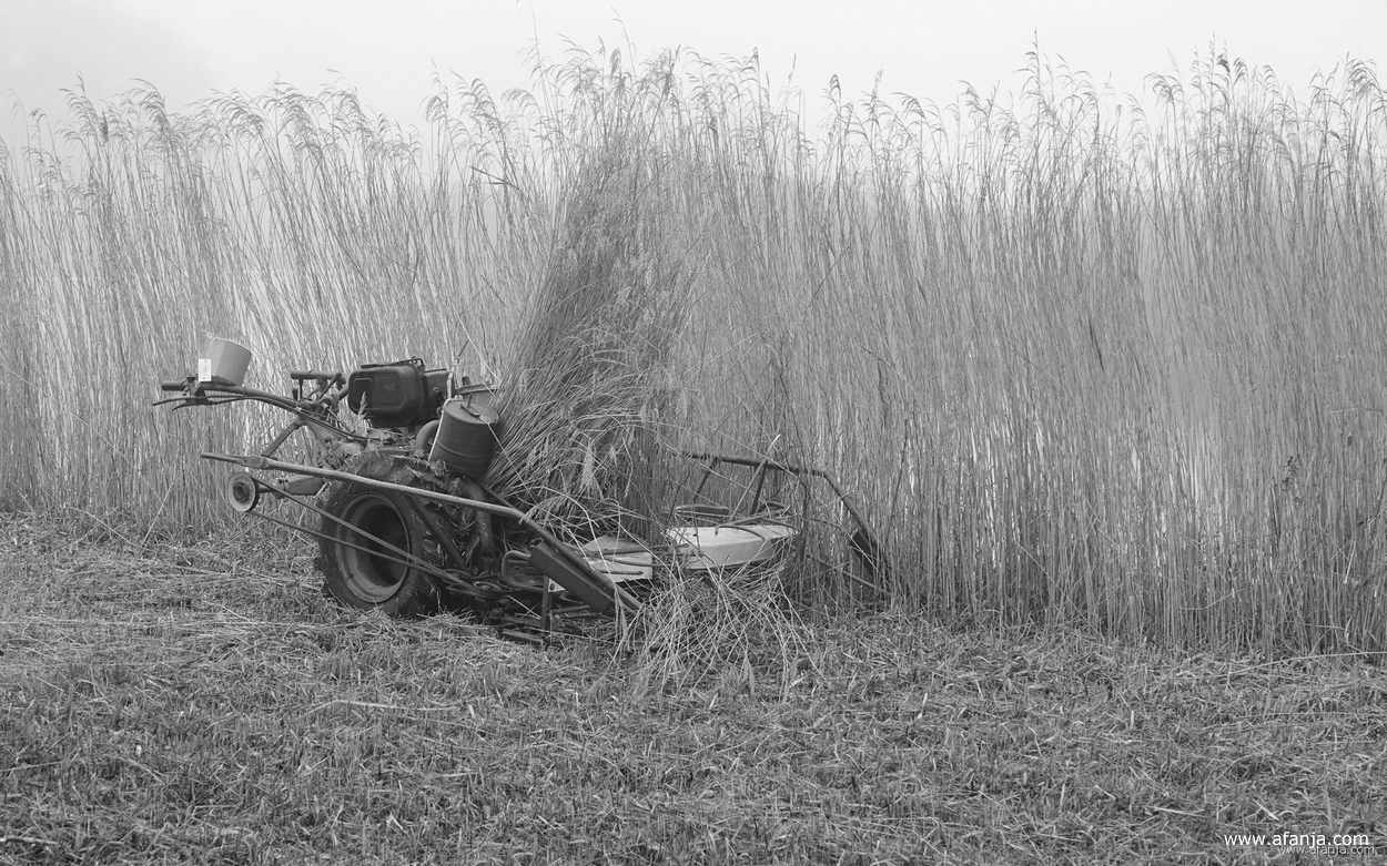een rietmaaier staat in de ruststand in het mistige rietland