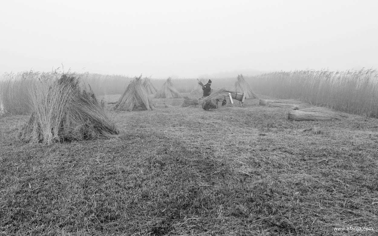 mist over het rietland, in de verte is een rietsnijder aan het werk