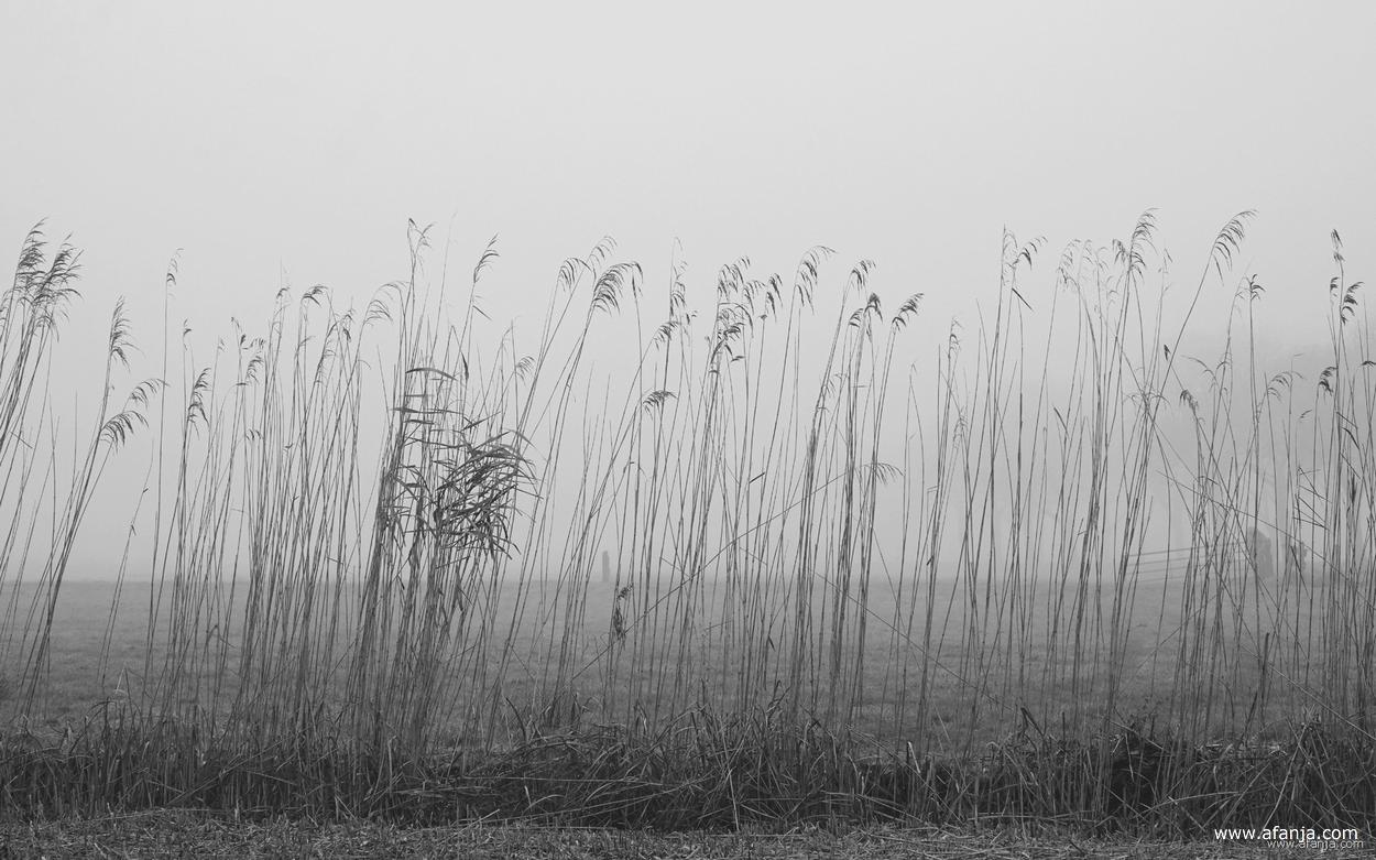 de laatste rietstengels aan de rand van het rietland
