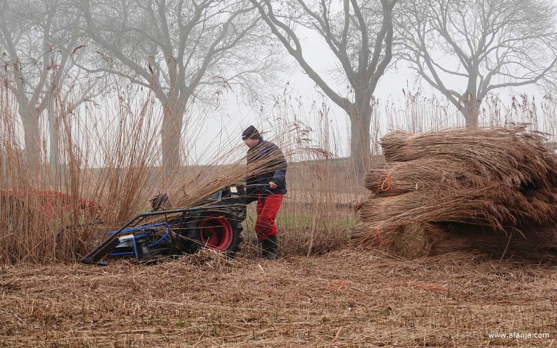 een rietsnijder maait riet aan de slootkant