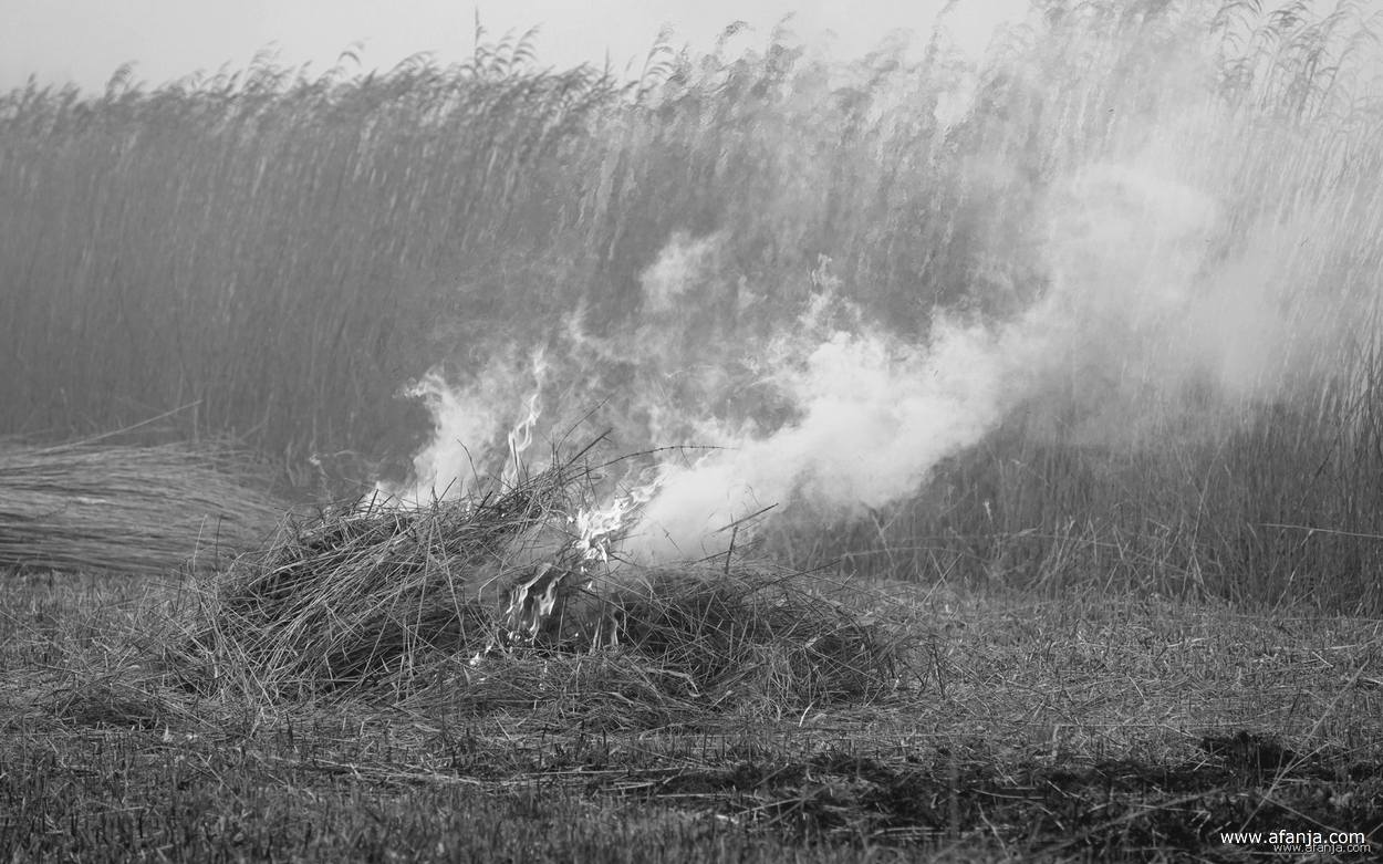 het verbranden van de ondergroei uit het riet