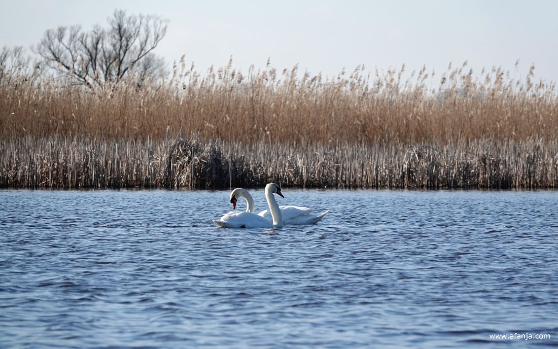 twee knobbelzwanen in de Wieden