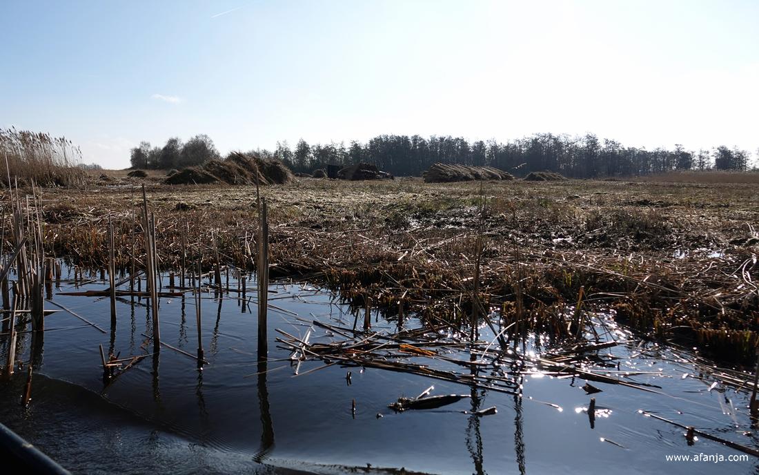 over een smalle vaart naderen we het rietland