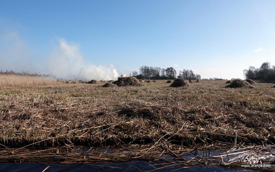 aangekomen bij het juiste perceel rietland