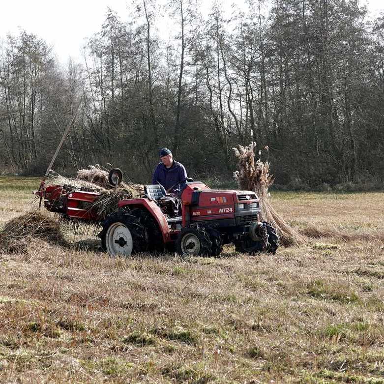 de rietsnijder is riet aan het kammen, daarmee wordt de niet bruikbare ondergroei uit het riet gekamd