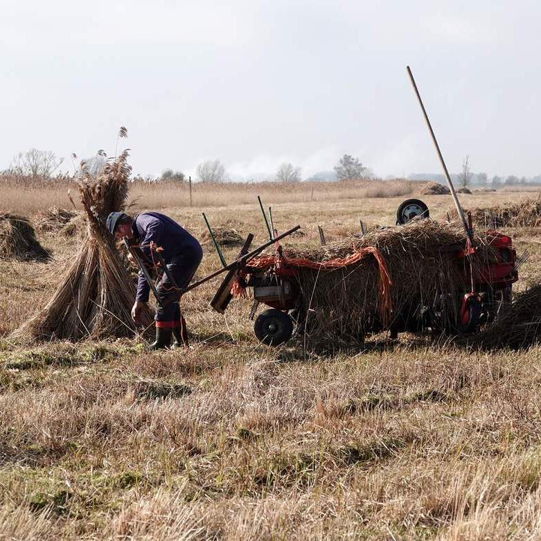 de rietsnijder is riet aan het kammen, daarmee wordt de niet bruikbare ondergroei uit het riet gekamd