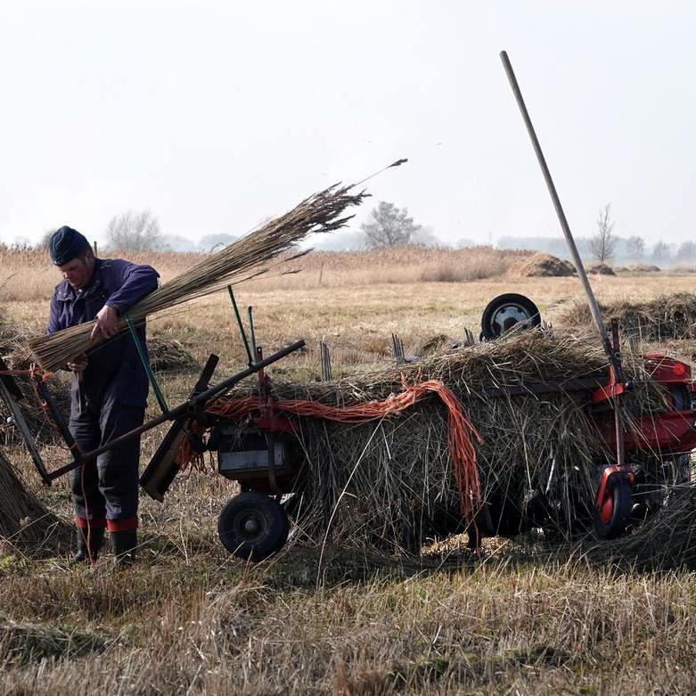 de rietsnijder is riet aan het kammen, daarmee wordt de niet bruikbare ondergroei uit het riet gekamd