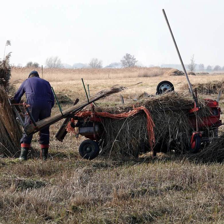 de rietsnijder is riet aan het kammen, daarmee wordt de niet bruikbare ondergroei uit het riet gekamd