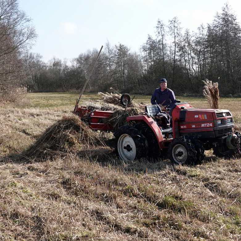 de rietsnijder is riet aan het kammen, daarmee wordt de niet bruikbare ondergroei uit het riet gekamd