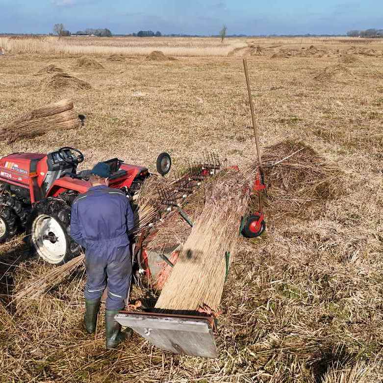 de rietsnijder is riet aan het kammen, daarmee wordt de niet bruikbare ondergroei uit het riet gekamd