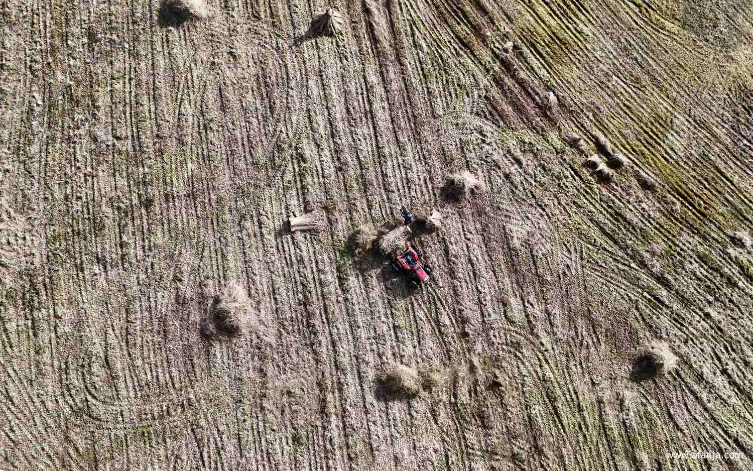rietsnijder Klaas Jan van boven gezien tijdens het kammen van het riet
