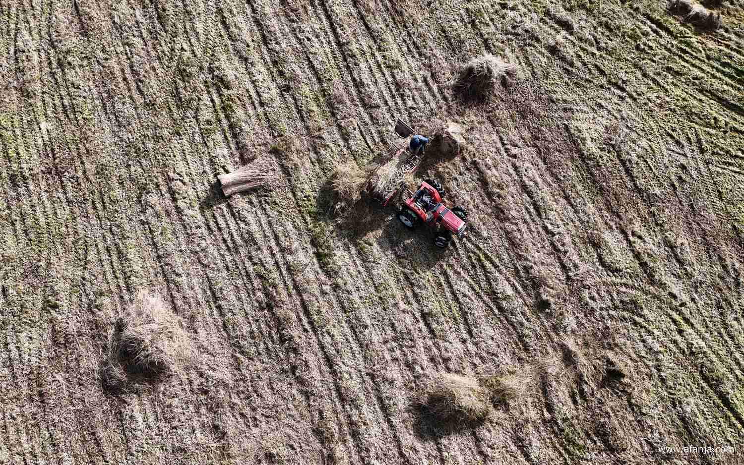 rietsnijder Klaas Jan van boven gezien tijdens het kammen van het riet