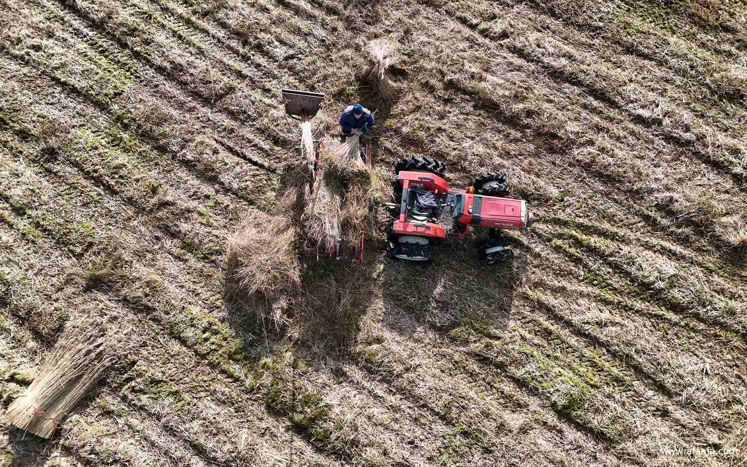 rietsnijder Klaas Jan van boven gezien tijdens het kammen van het riet