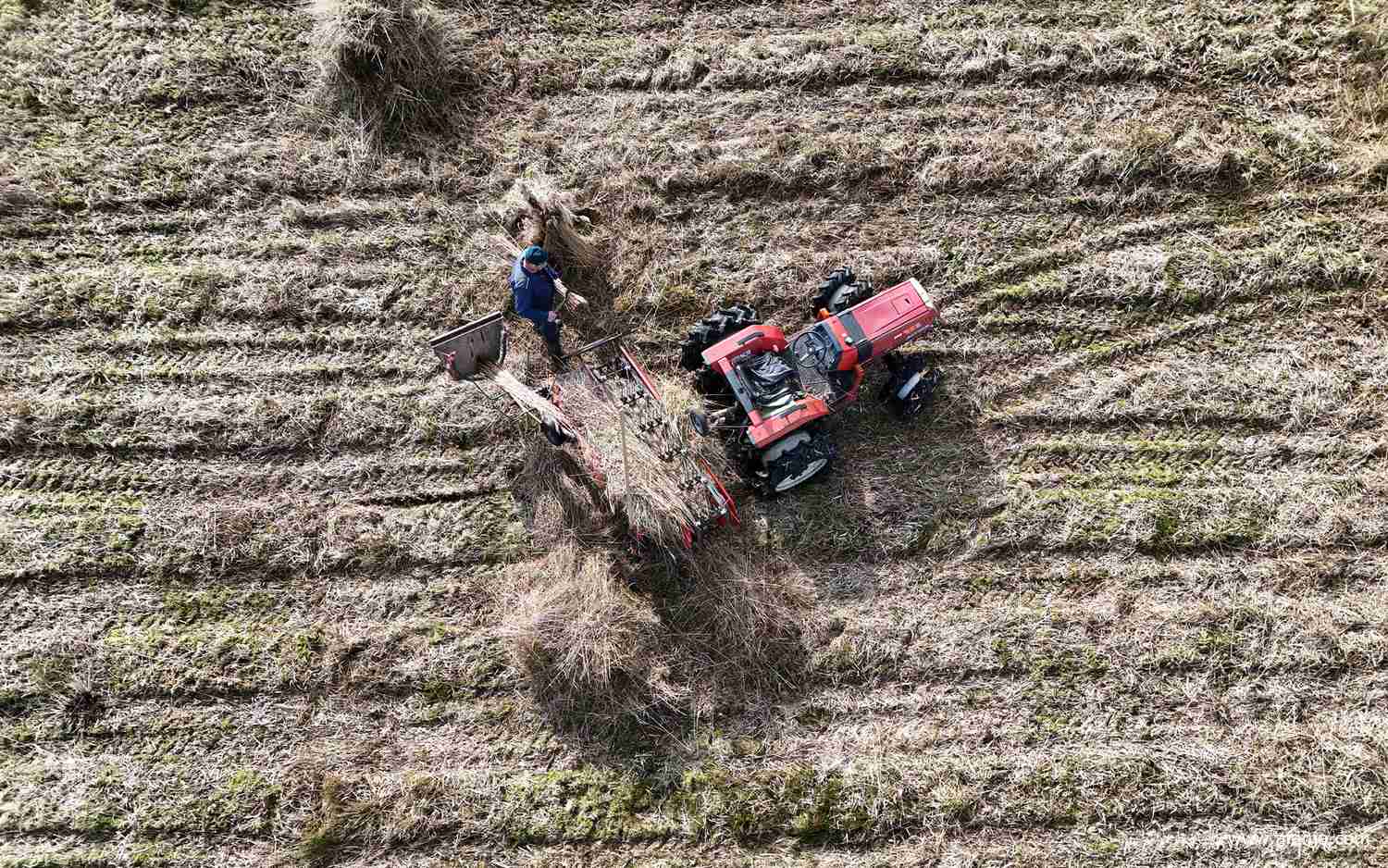 rietsnijder Klaas Jan van boven gezien tijdens het kammen van het riet