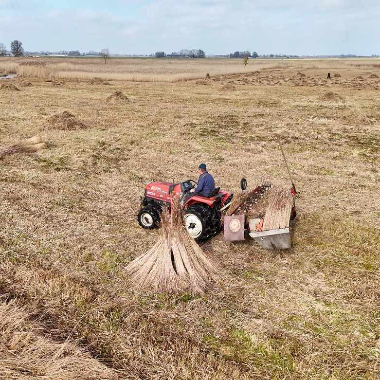 de rietsnijder is riet aan het kammen, daarmee wordt de niet bruikbare ondergroei uit het riet gekamd