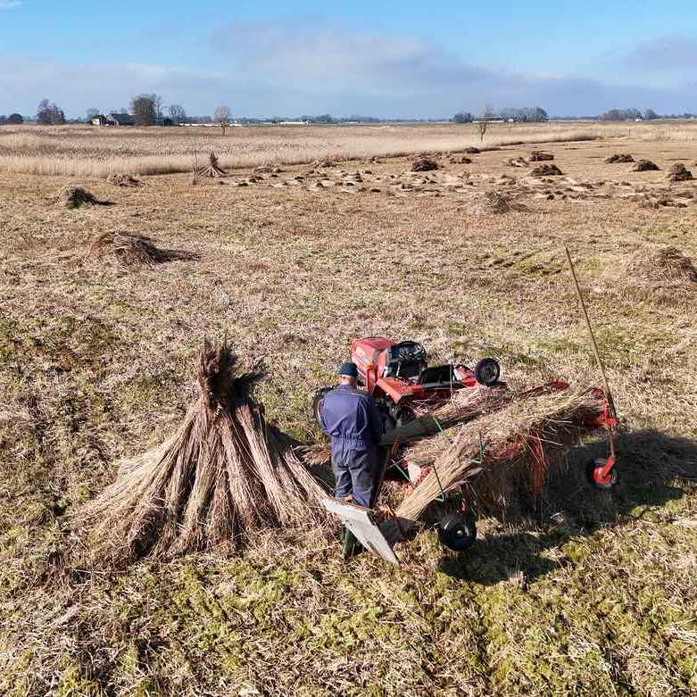 de rietsnijder is riet aan het kammen, daarmee wordt de niet bruikbare ondergroei uit het riet gekamd