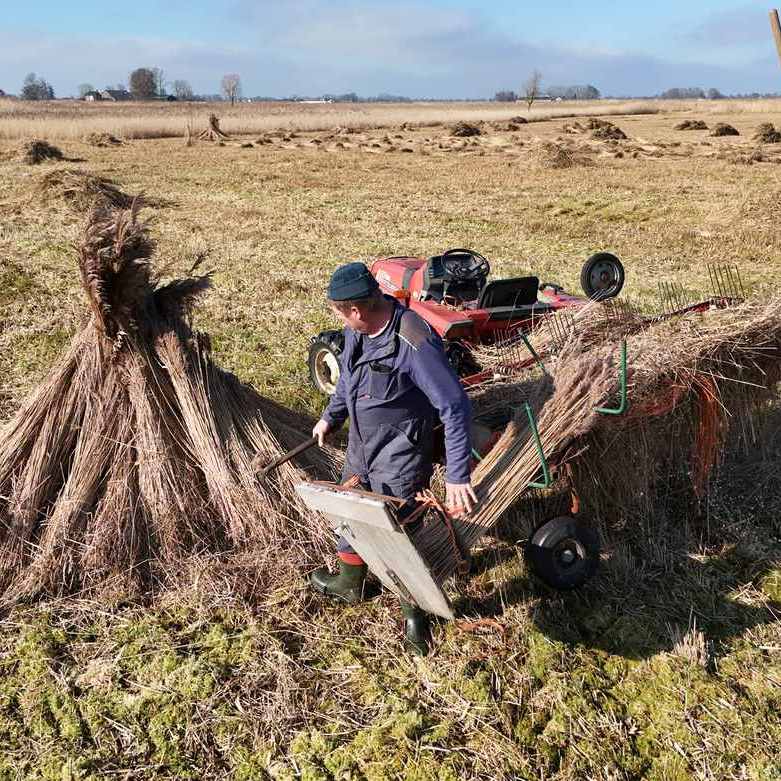 de rietsnijder is riet aan het kammen, daarmee wordt de niet bruikbare ondergroei uit het riet gekamd