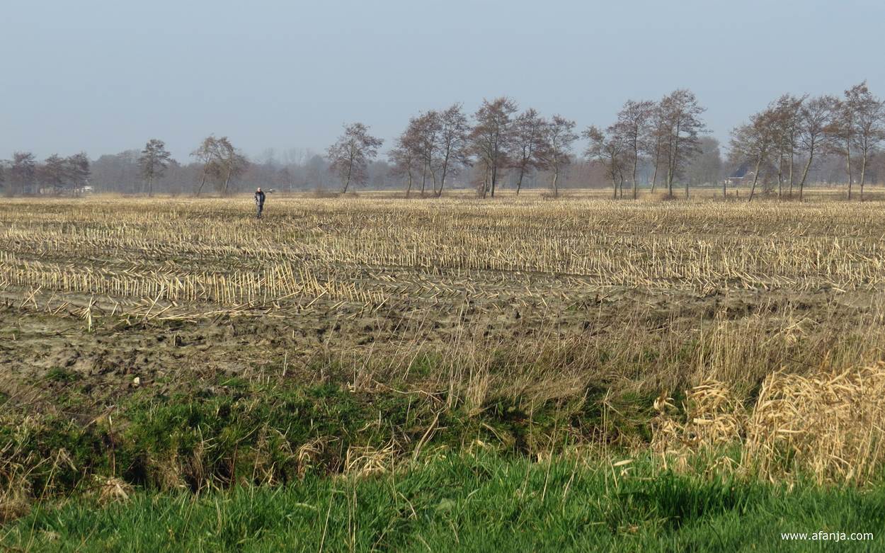 een eierzoeker in een stuk maisland
