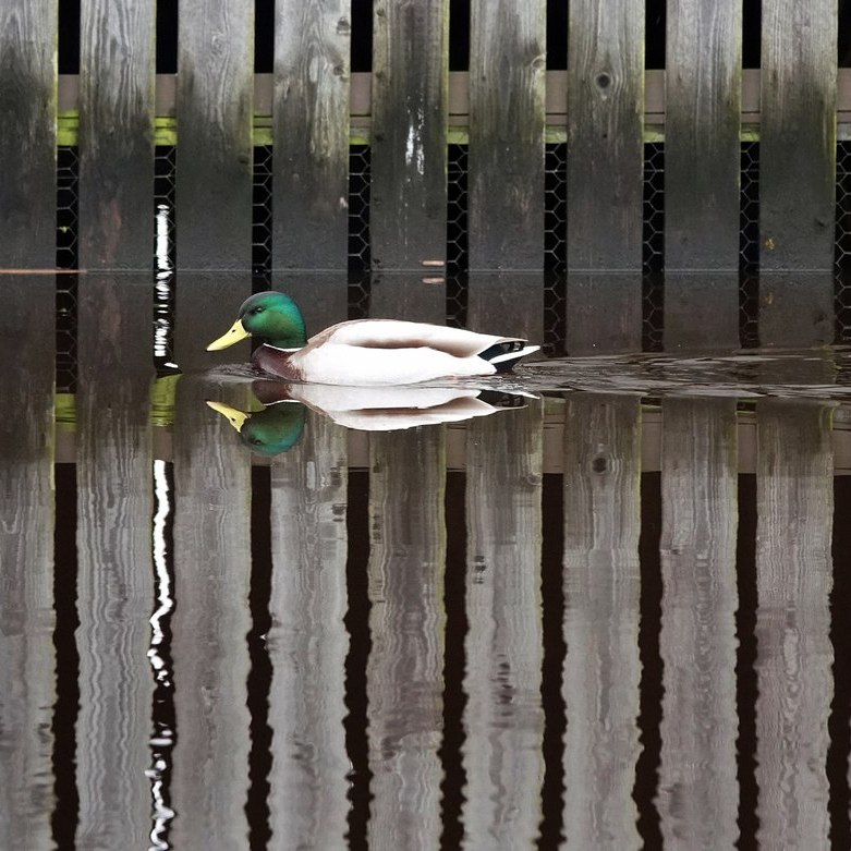 een eend en zijn weerspiegeling zwemmen langs een deels weerspiegeld boothuis