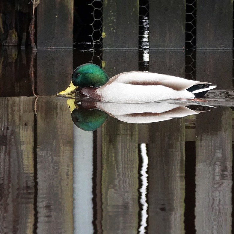 een eend en zijn weerspiegeling zwemmen langs een deels weerspiegeld boothuis