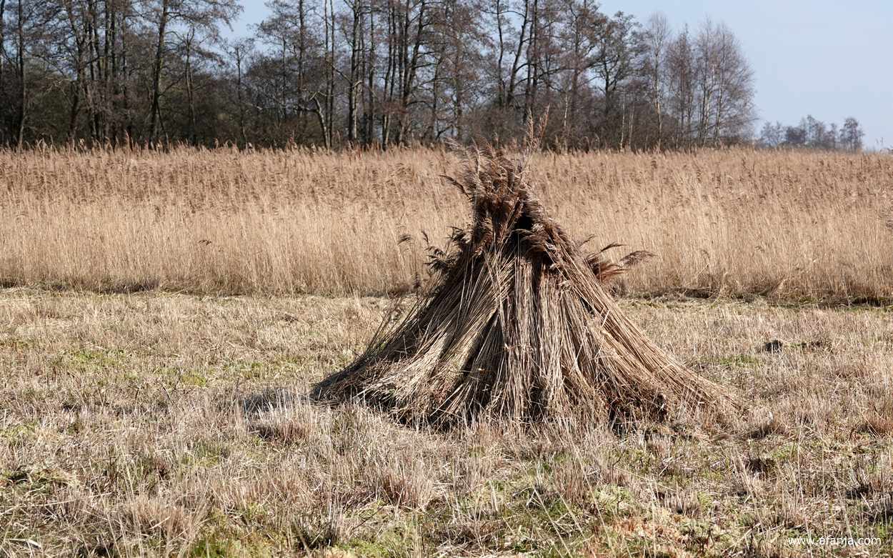 bosjes gemaaid riet worden in schoven bij elkaar gezet