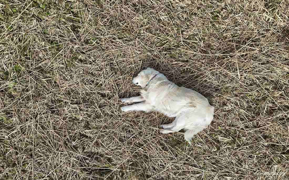 Rhena ligt lekker in het rietland te slapen
