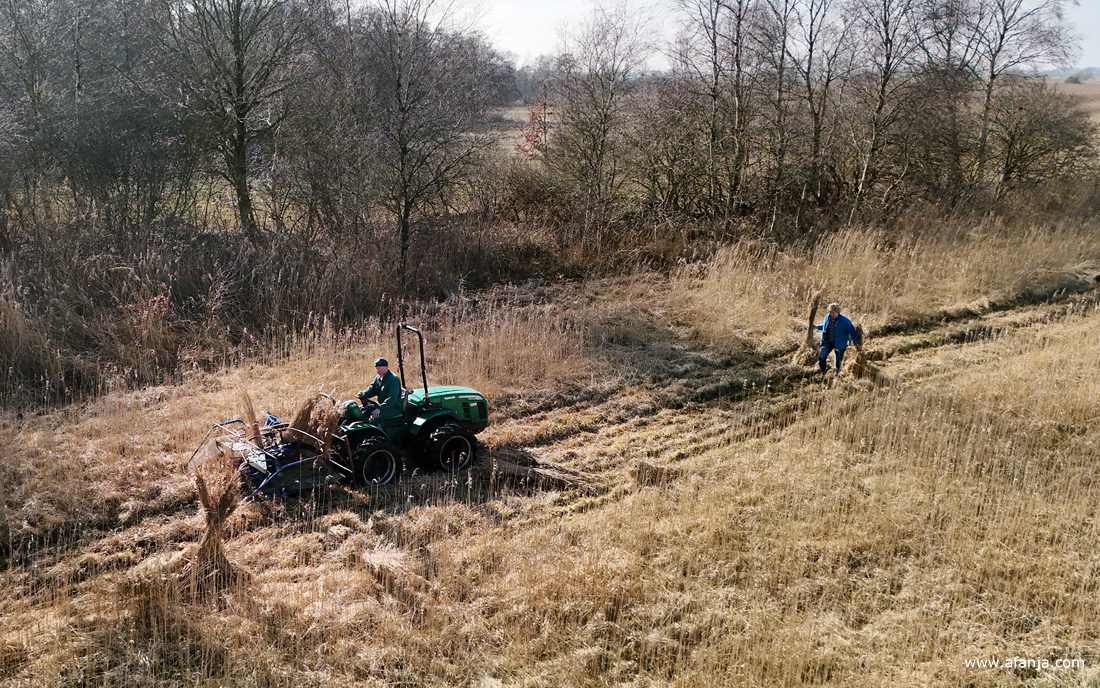 rietsnijder Jan S. maait het riet, fotomaatje Jetske komt er achteraan om rietschoven te maken van de bosjes riet