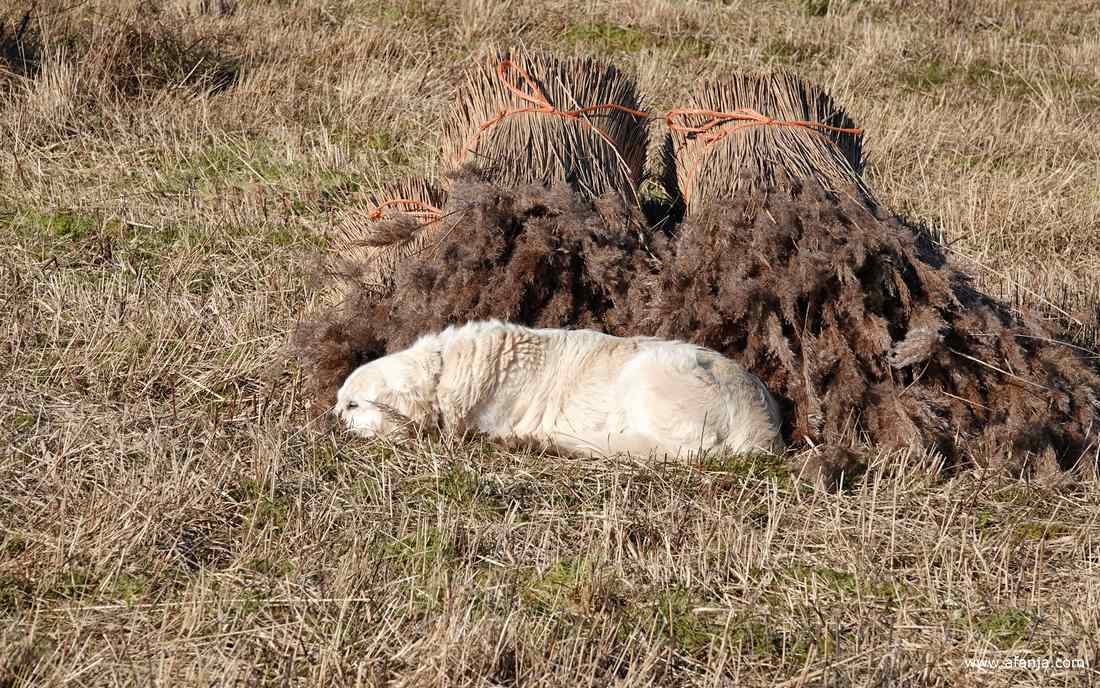 Rhena ligt lekker in het rietland te slapen