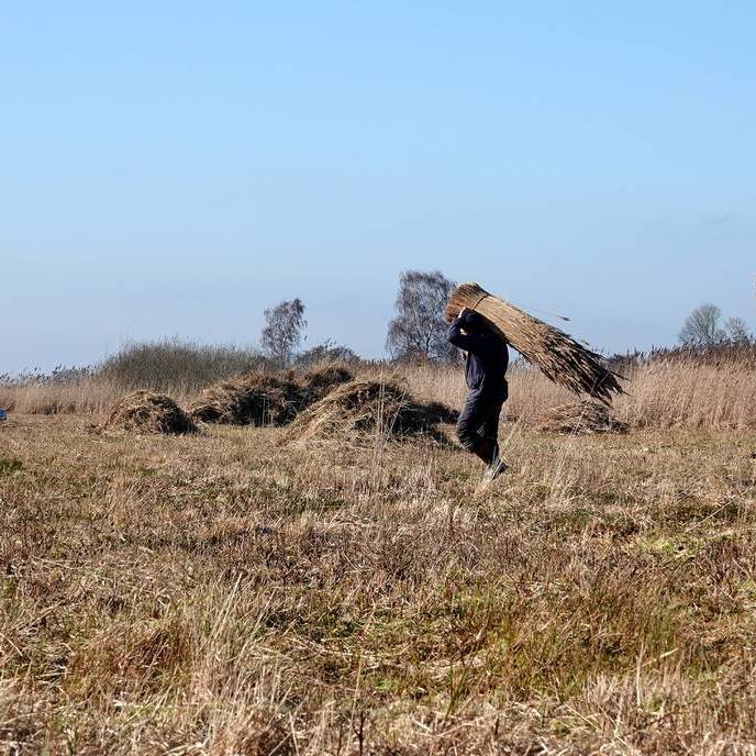 Klaas Jan brengt een groot bos riet weg