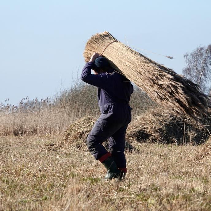 Klaas Jan brengt een groot bos riet weg