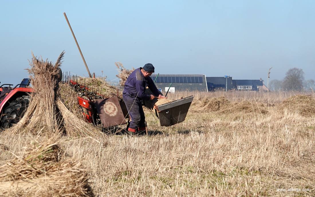 Klaas Jan bindt een groot bos riet samen