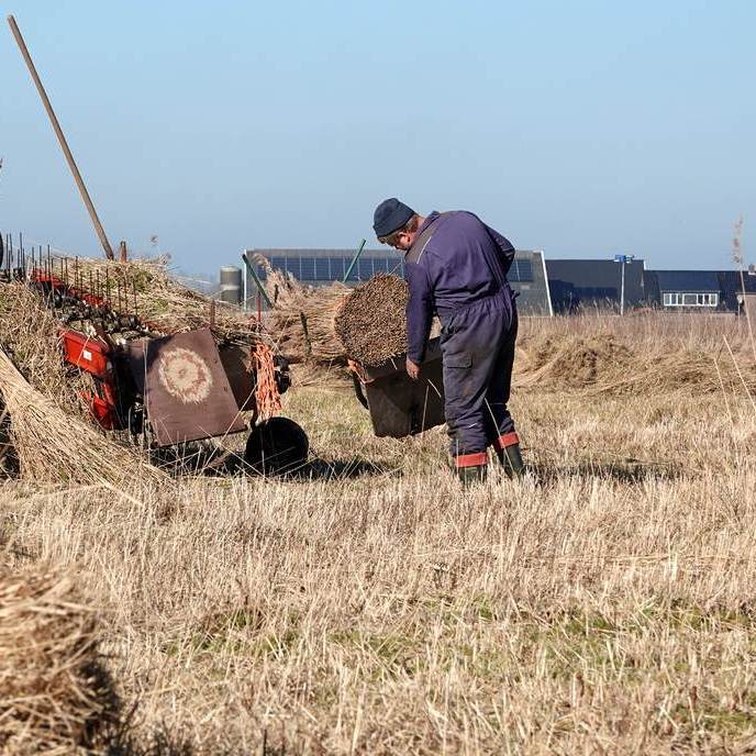 Klaas Jan snijdt de onderkant van het bos riet secuur recht