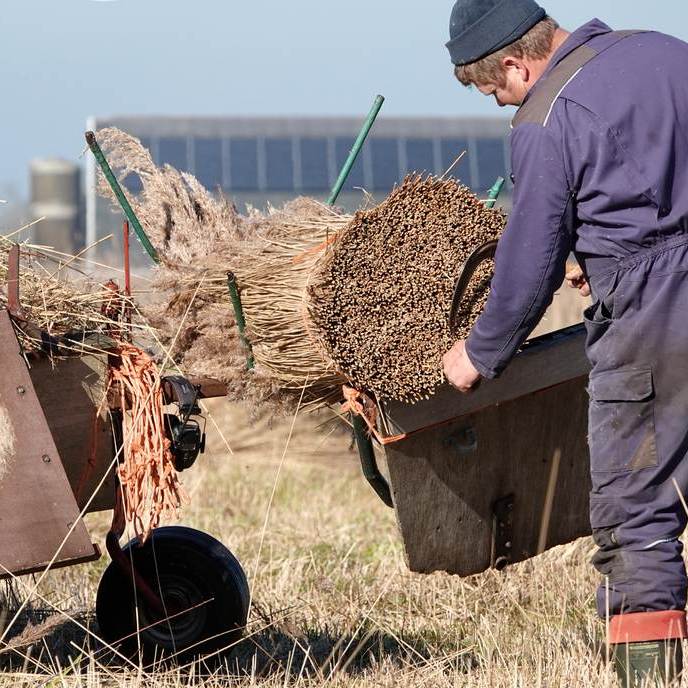 Klaas Jan snijdt de onderkant van het bos riet secuur recht