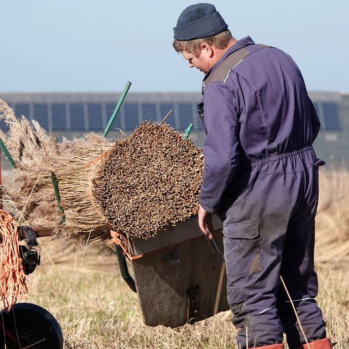 Klaas Jan snijdt de onderkant van het bos riet secuur recht