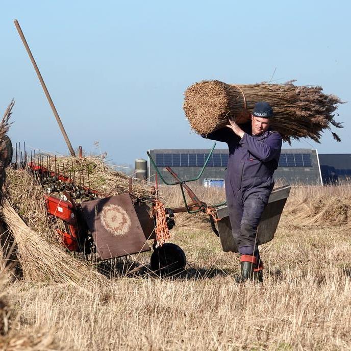Klaas Jan brengt een groot bos riet weg