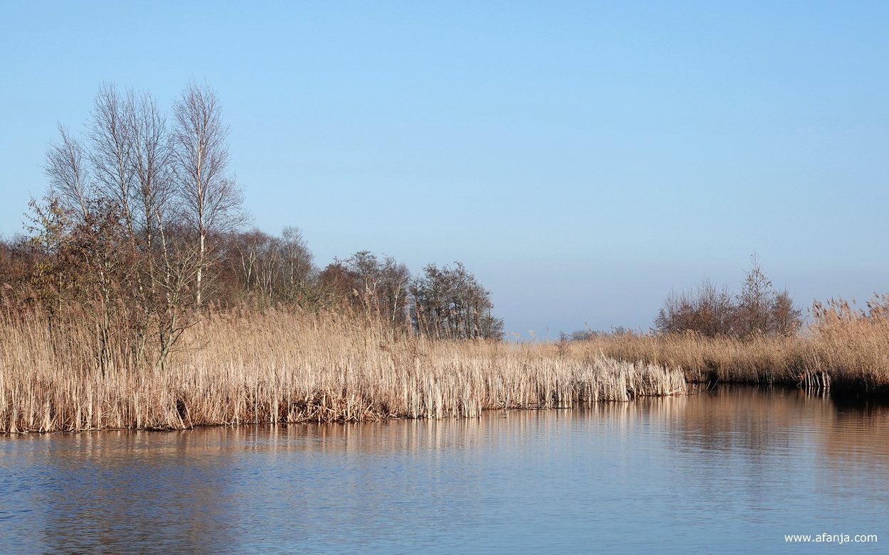 rietland en broekbos in de Wieden