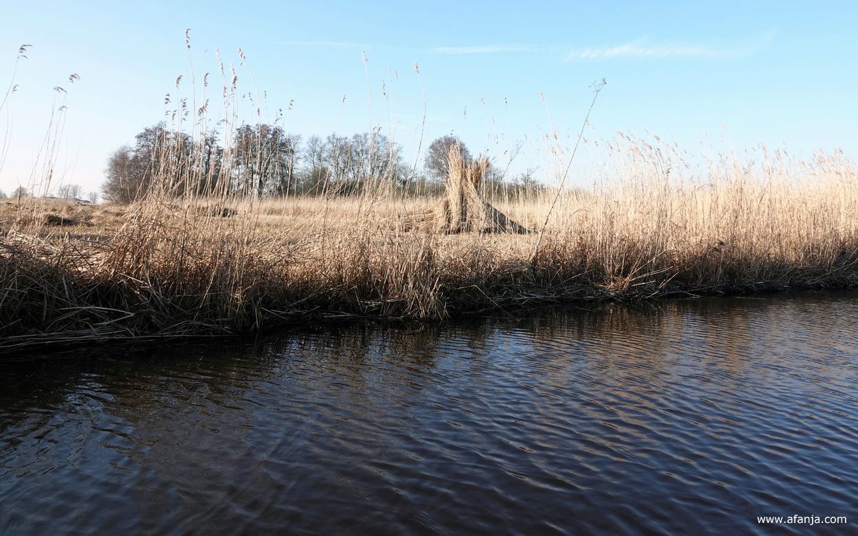 schoven gemaaid riet in het rietland