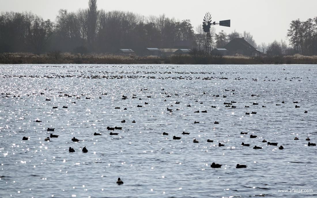 er dobberen diverse vogels aan de zuidkant van de plas