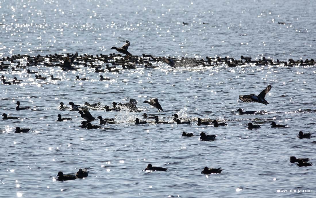 er dobberen diverse vogels aan de zuidkant van de plas, af en toe vliegen er een paar op