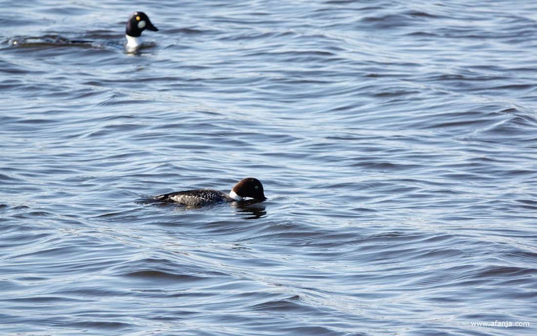 een koppeltje brilduikers