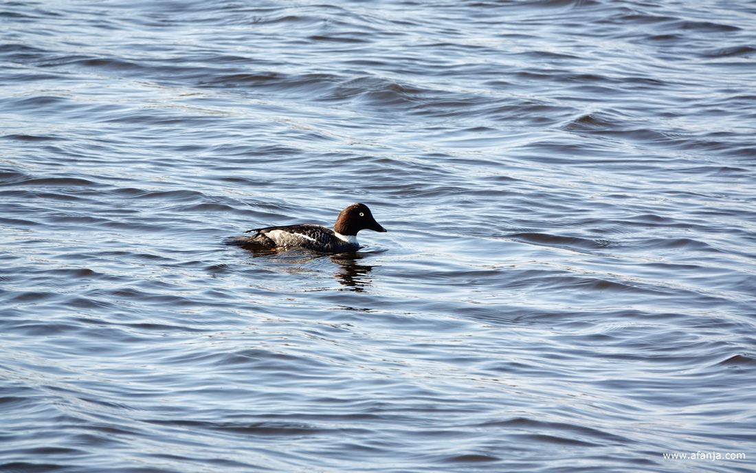 een vrouwelijke brilduiker