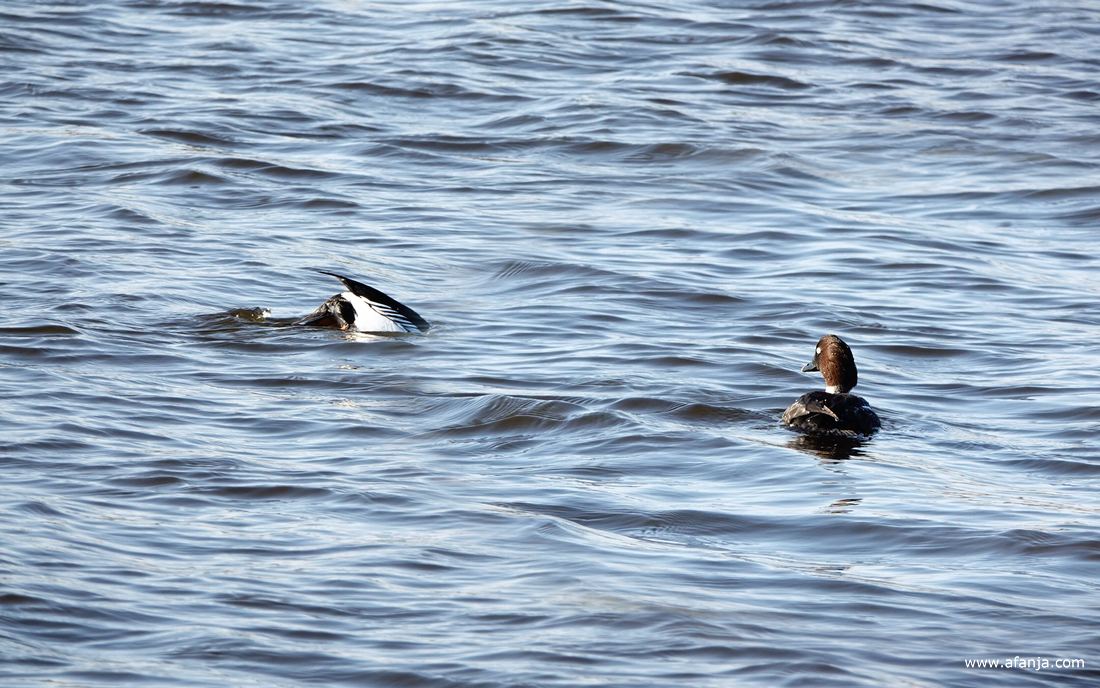 een paartje brilduikers