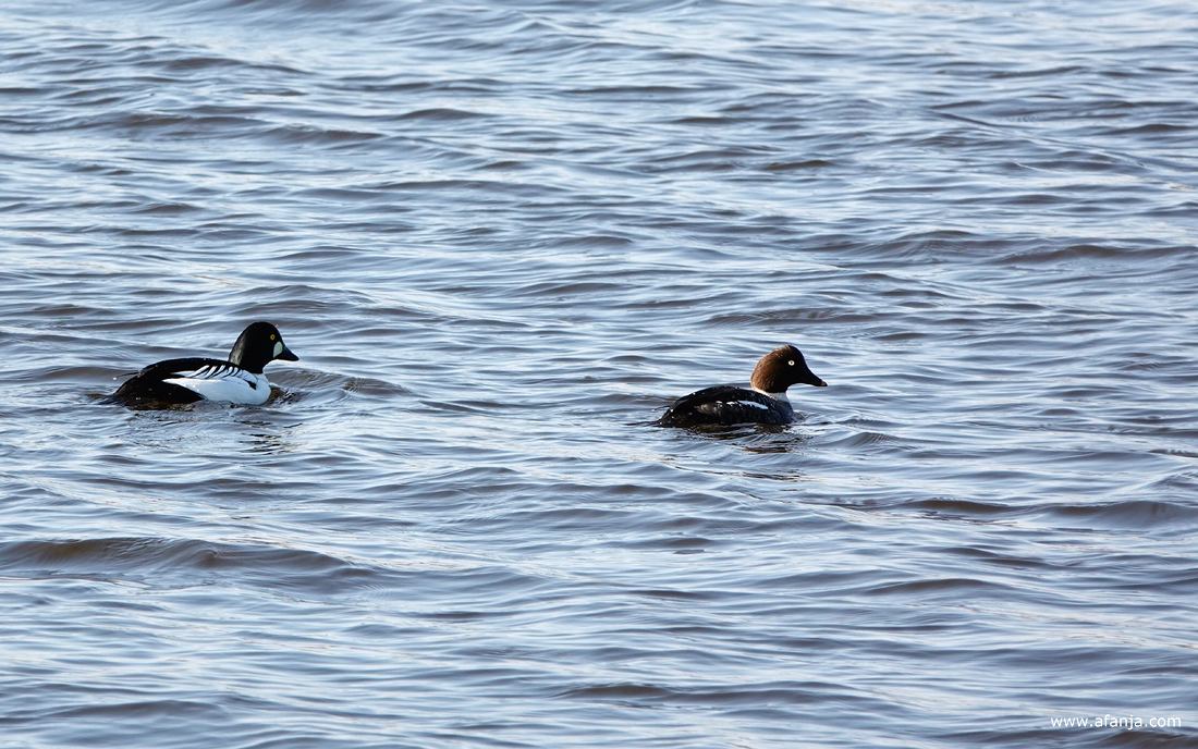 een paartje brilduikers